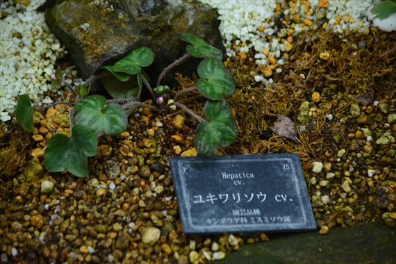 奇跡の星の植物館。 426_Rユキワリソウ