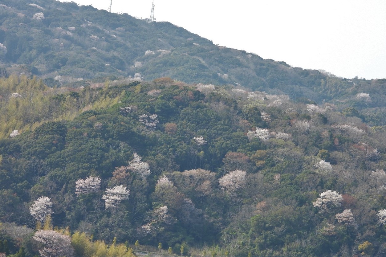 兵庫県立淡路島公園 073 (3)山桜２０２３年４月１日１４：４１