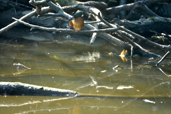 野鳥、前：池内 040_Rカワセミ羽づくろい１０：１６