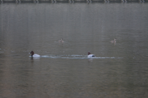 野鳥：池内、午後 208_Rホシハジロ、カイツブリ１５：３２