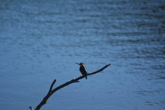 野鳥：池内、午前 066_Rカワセミ１０：３９