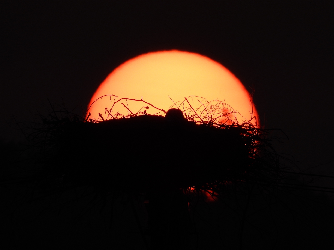 DSCN9769朝陽とコウノトリ巣塔、２０２１年３月１５日AM６：３８