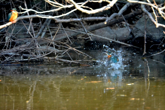 野鳥、後：池内 155_R水中から飛び上がる瞬間のカワセミ♂ちゃん、そっぽを向いた♀ちゃん。１５：００