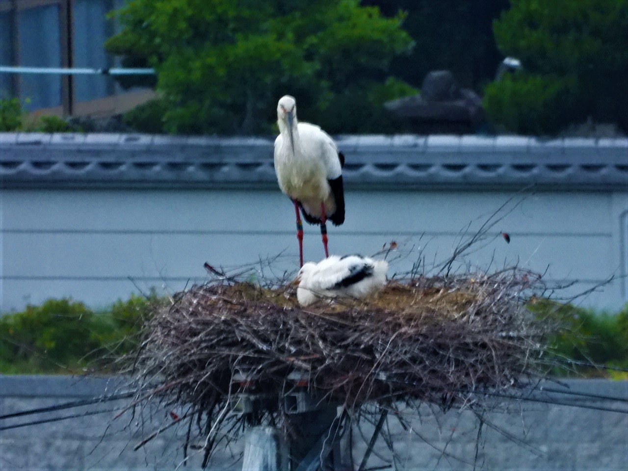 DSCN4001 (2)巣上に立つコウノトリ♂親と雛２０２１年５月７日AM５：２３