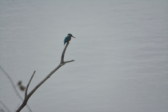 野鳥：午後、池内 059_Rカワセミ１６：０２