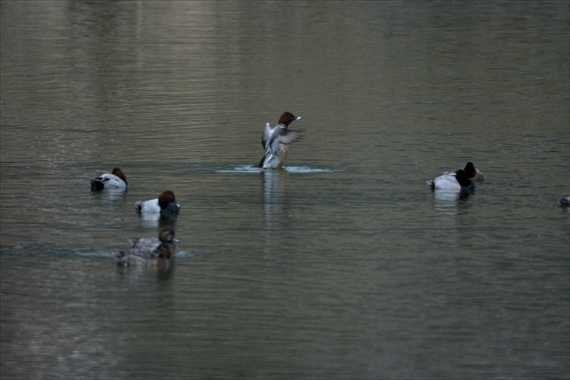野鳥：午後、池内 066_Rホシハジロ１６：０６