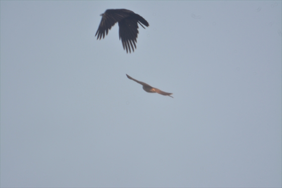 野鳥：池内、午後 046_R逃げる鷹と追いかけるカラス１５：３９