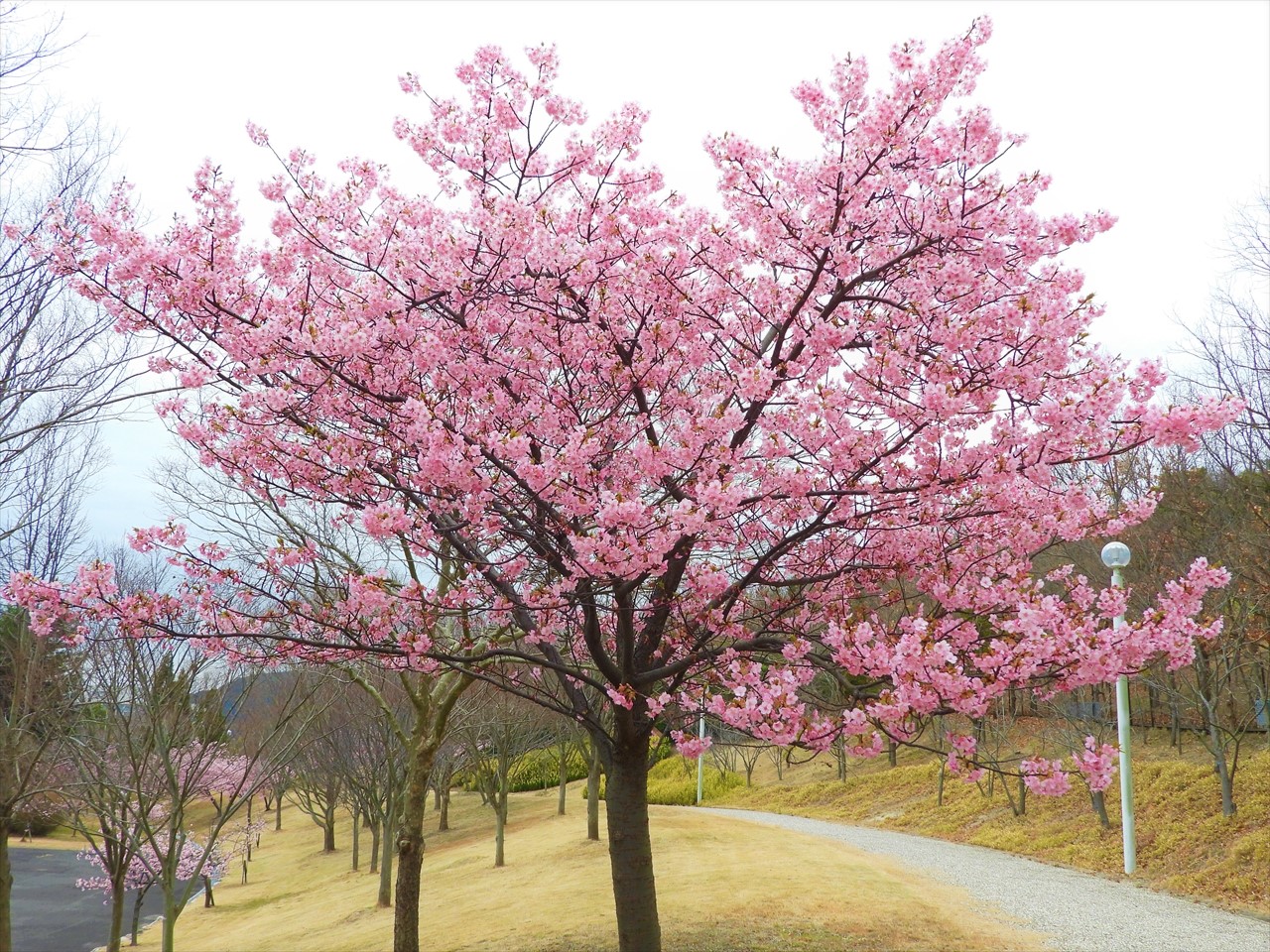 DSCN0032 (2)河津桜（淡路島・国営明石海峡公園）２０２０年２月２５日AM１２：３８