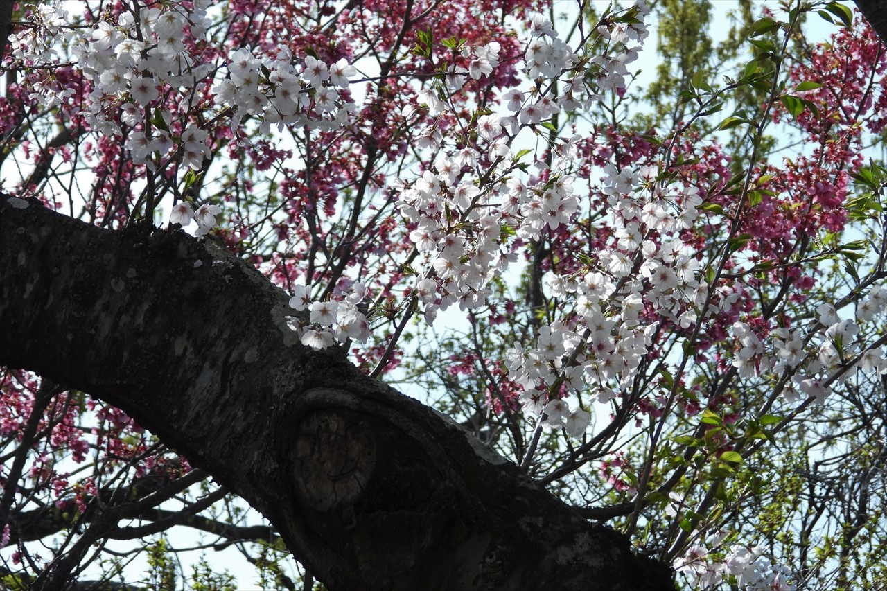 兵庫県立淡路島公園 080 (2)ソメイヨシノと後ろにヒカンザクラ２０２３年４月１日１４：４７