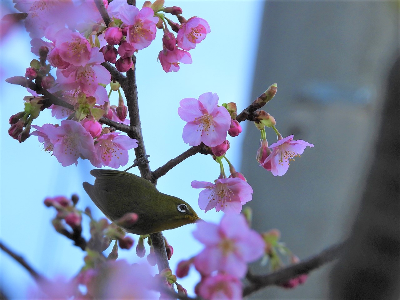DSCN2688 (2)緋寒桜にメジロ2021年2月23日AM８：４６