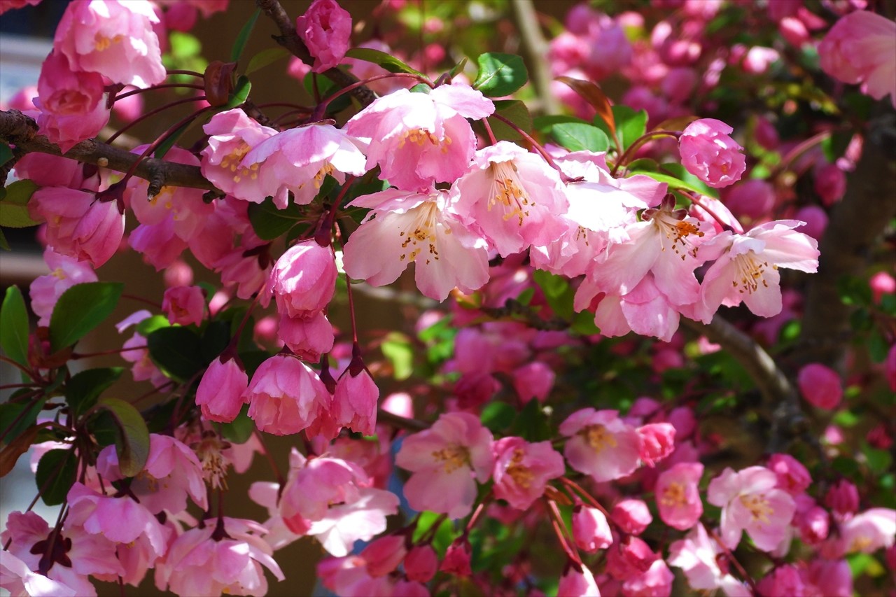広石の花 091 (2)花海棠（海棠桜）リンゴ属２０２３年３月２７日AM１１：２２