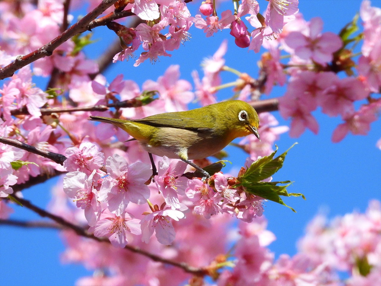 DSCN5901これいい緋寒桜にメジロ２０２２年３月１５日AM１０：３０