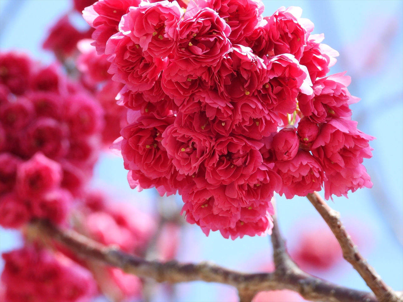 DSCN8248八重寒緋桜（淡路島国営明石海峡公園）２０２１年３月１０日１３：１２