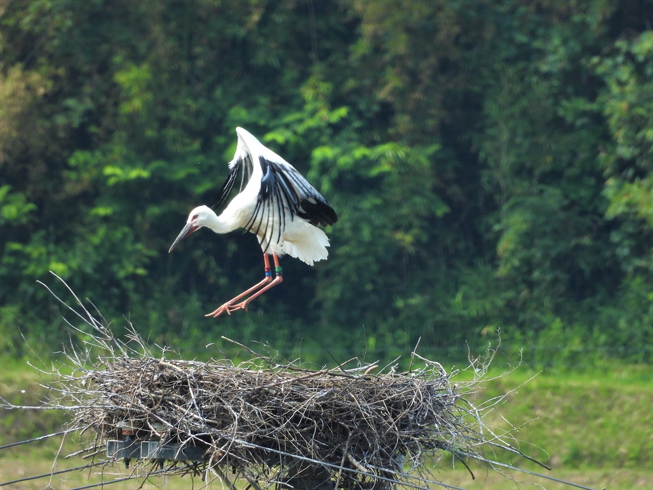 DSCN5964 (2)巣の上で飛ぶ練習をするコウノトリ雛２０２１年６月８日AM９：１１