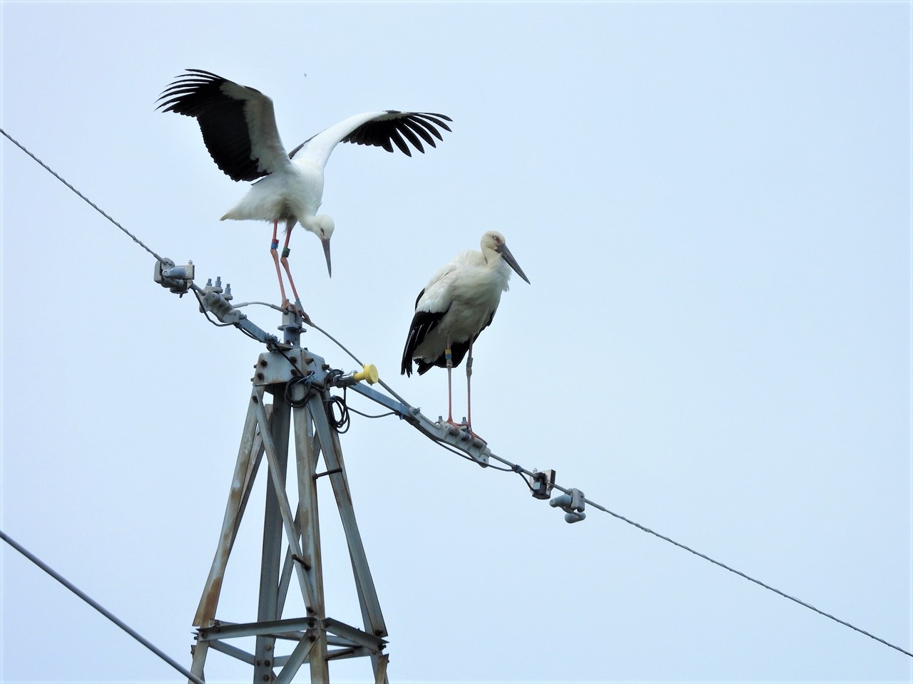 DSCN9463 (2)④巣から数キロ離れた鉄塔のてっぺんに羽を広げたコウノトリ雛♀、右に♂親がいます、２０２１年６月１３日１４：３２