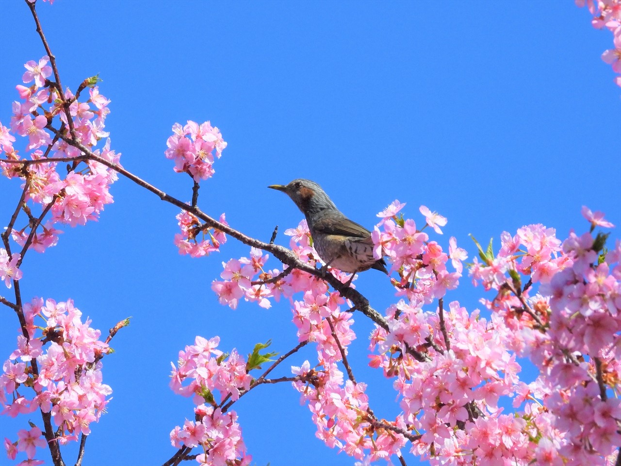 DSCN5828 (2)緋寒桜にヒヨドリ２０２２年３月１５日AM１０：２１
