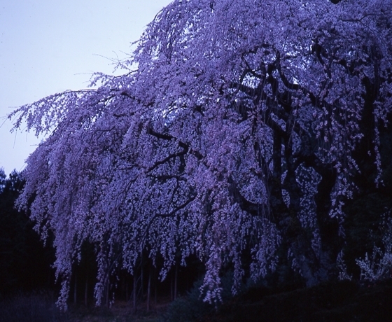 中越家（昔の庄屋）のしだれ桜、樹齢２００年