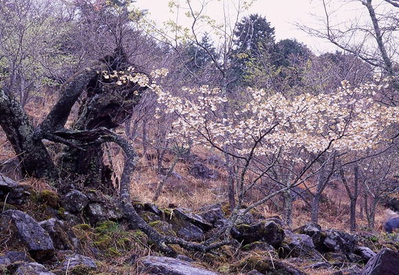 樹齢３００年～５００年の山桜