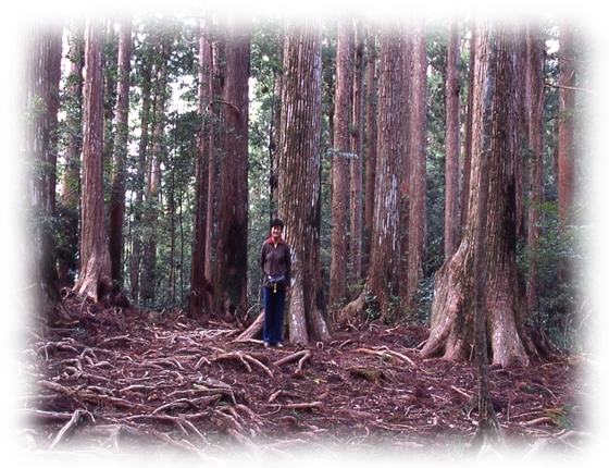 高知、樹齢３００年以上の天然杉