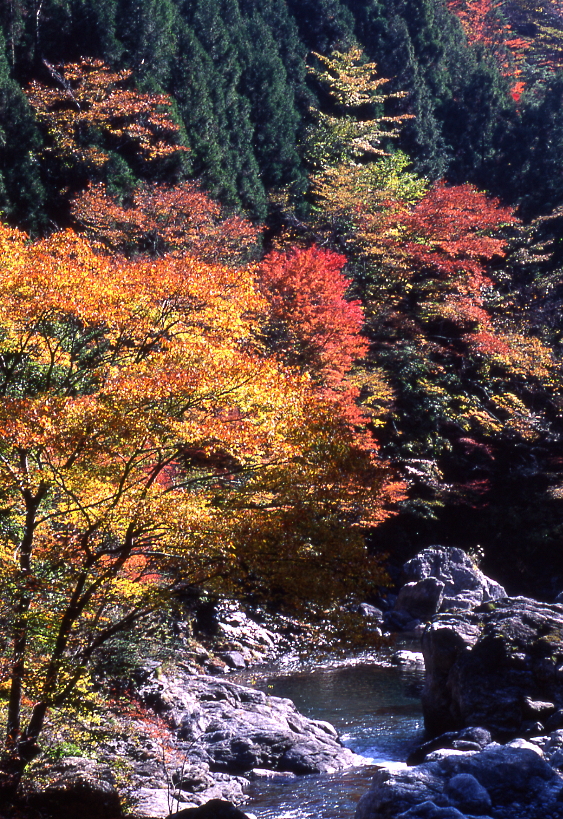 秋の別府峡