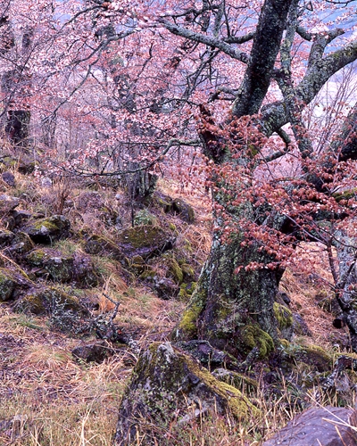 立雲峡の山桜