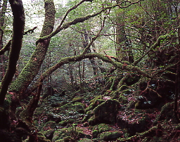 苔で覆われた原生林、白谷雲水峡