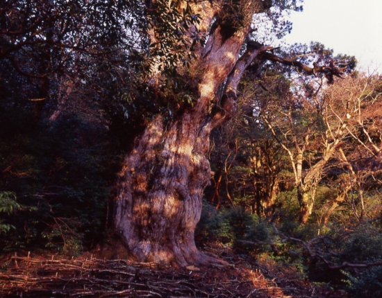 縄文杉（樹齢７２００年）