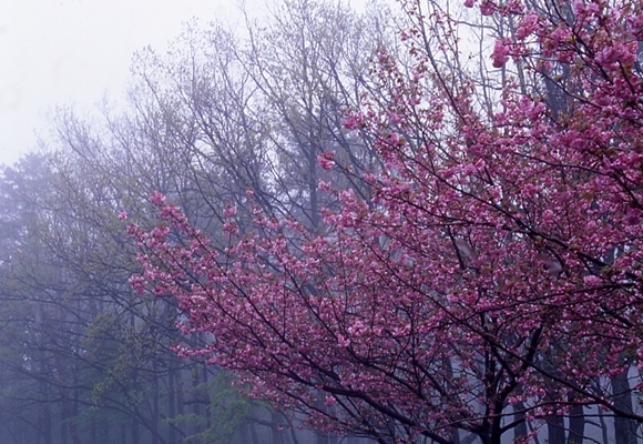 春霞、ぼたん桜