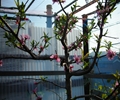 桃の花が咲きました