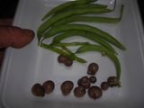 2011,8,7インゲン豆とムカゴ