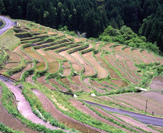 田植えの季節。日本の棚田百選