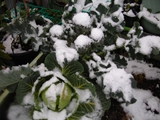 ２月１４日雪で覆われたキャベツとブロッコリー