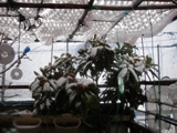 ２月１４日雪に覆われたビワノ木と鳥避けネット