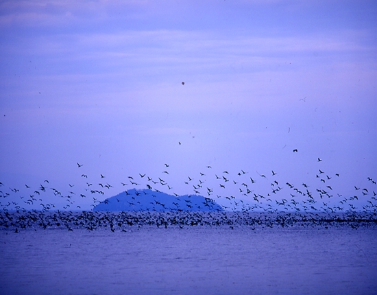 琵琶湖、カワウの群れ
