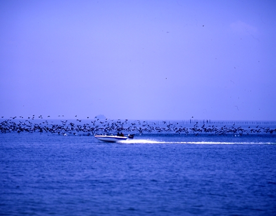 琵琶湖、カワウを追い払うボート