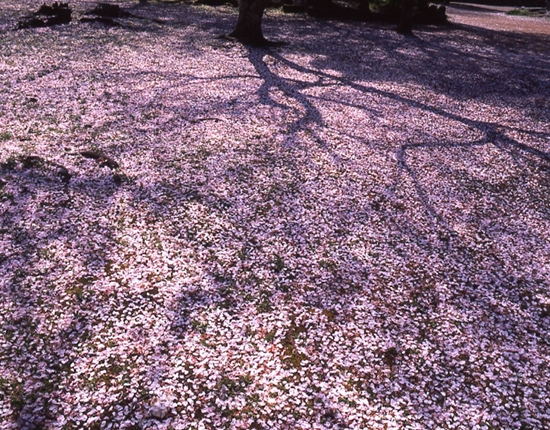 彦根城、場内の散り桜