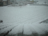 ２０１１．２．１４日の御近所のハクサイ畑の雪景色