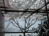桃の木とネット上に積もった雪