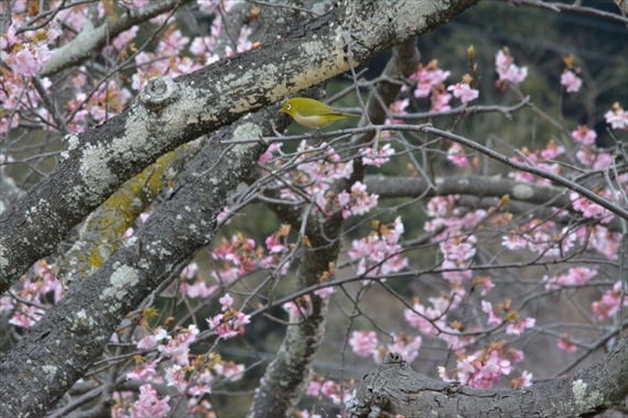 緋寒桜、宇原 192_Rメジロ１１：５３