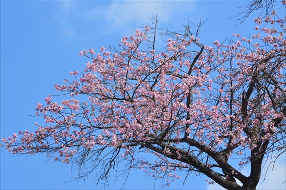 緋寒桜、宇原 248_R１２：２２