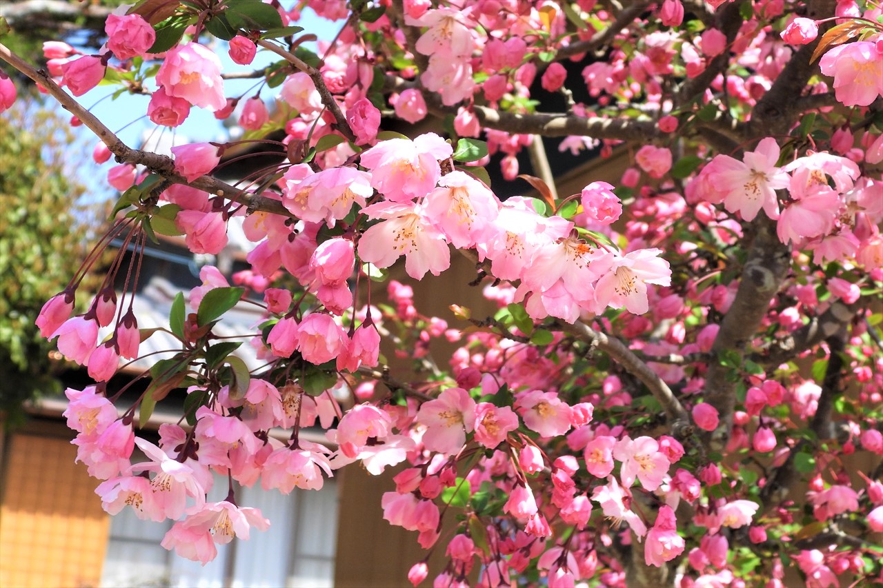 広石の花 092 (2)花海棠（海棠桜）リンゴ属２０２３年３月２７日AM１１：２３