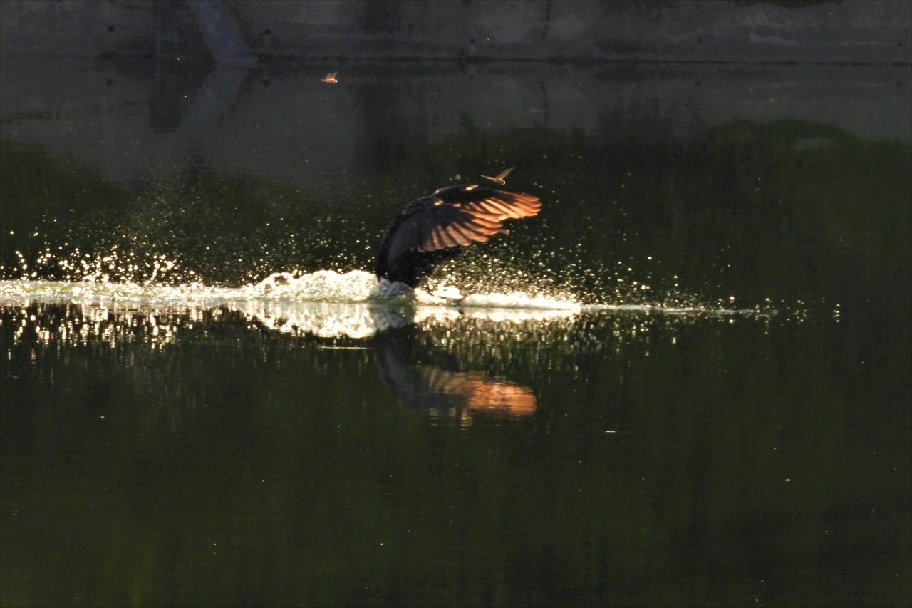 co掃守・金屋：野鳥 348 (2)ため池に着水する鵜とトンボ２０２３年８月１日AM６：０５