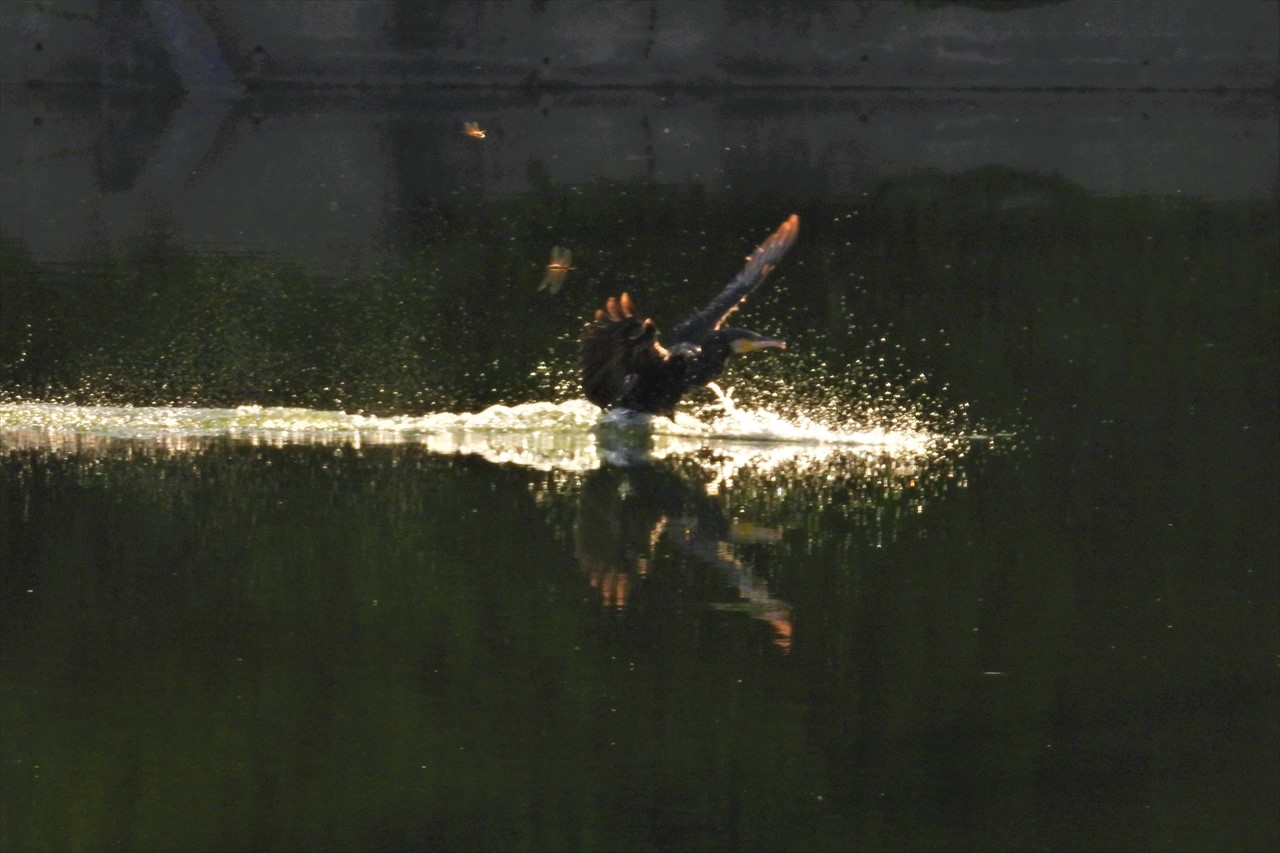 co掃守・金屋：野鳥 349 (2)これ、ため池に着水する鵜とトンボ２０２３年８月１日AM６：０５