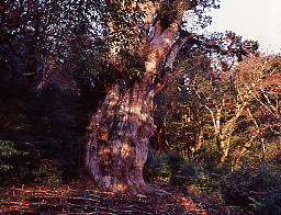 縄文杉、樹齢２６００～７２００年、樹高２５．３ｍ胸高周囲１６，４ｍ直径約５．２ｍ、標高１、３００ｍの所に